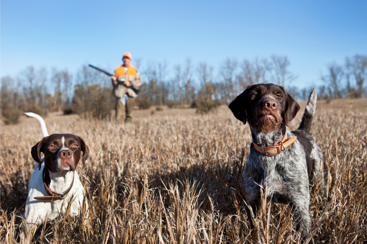 Essential Supplies You Need To Train Coon Hunting Dogs Conkey s Outdoors