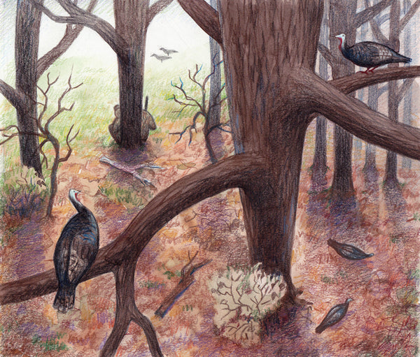 Turkey Tales Children's Book