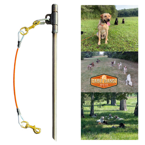 Swivel Stake Tie Out (1 Dog)