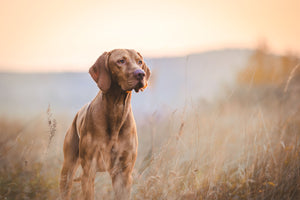 How To Choose The Best Dog Tracking System