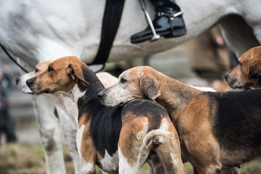 What You Need To Know About Hound Hunting Rights