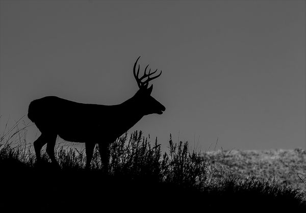 Monster Mule Deer Children's Book