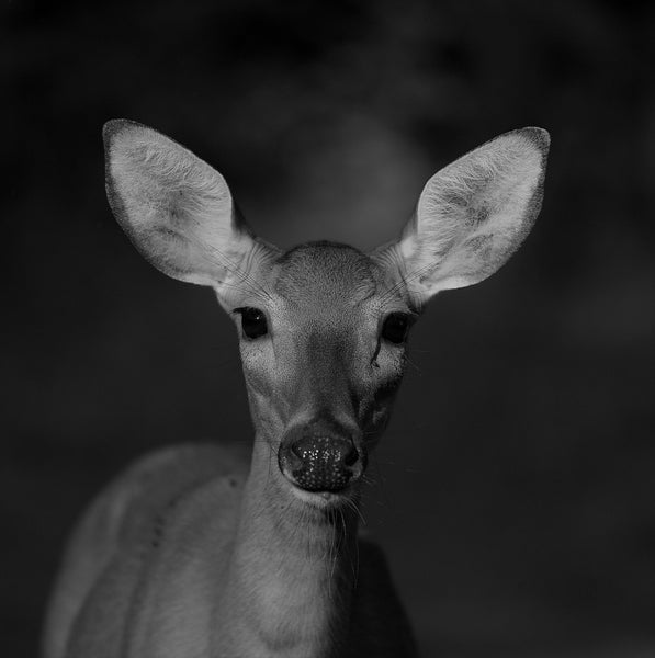 Monster Mule Deer Children's Book