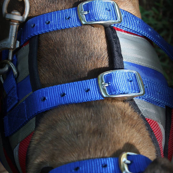 Aussie Style Pro Plate- Attached Collar Seatbelt