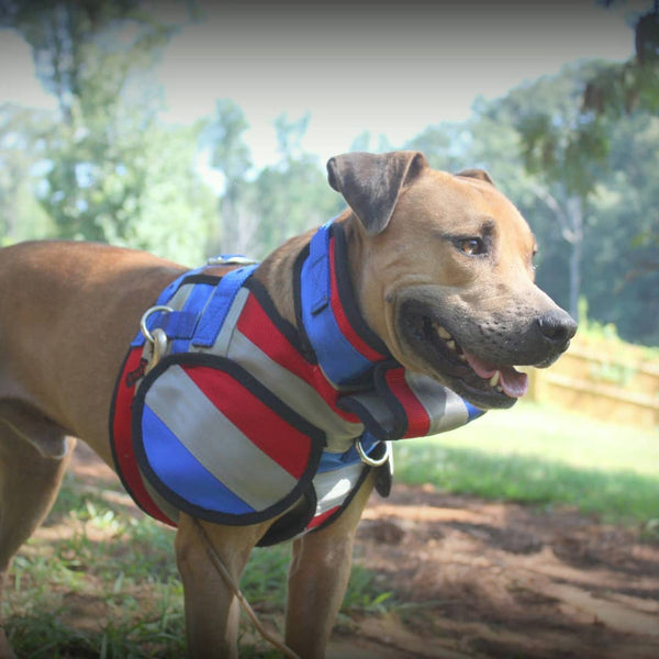 Aussie Style Pro Plate- Attached Collar Seatbelt