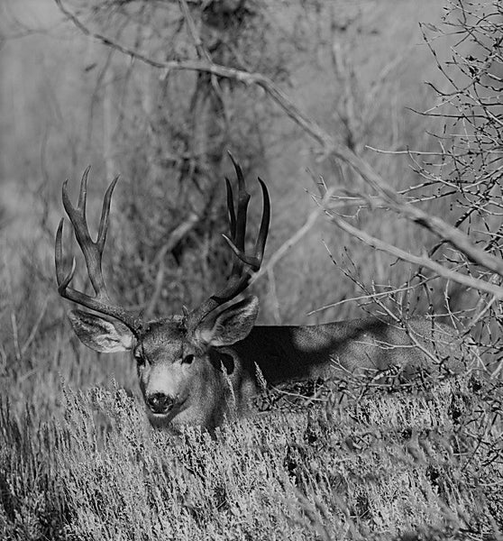 Monster Mule Deer Children's Book