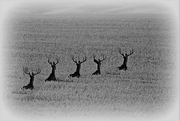 Monster Mule Deer Children's Book