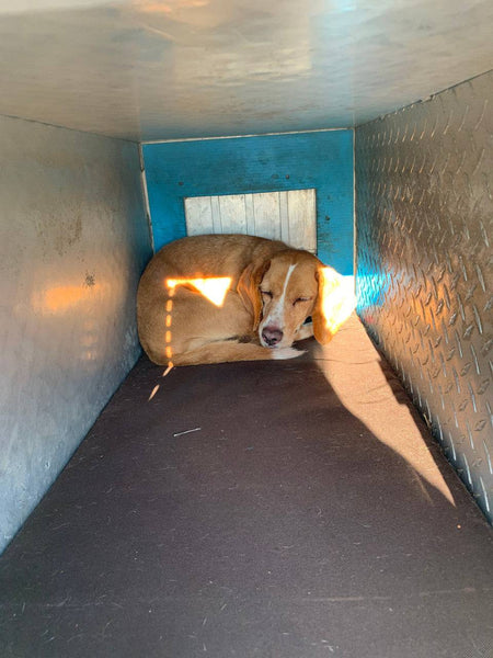 Mule Dog Box and Kennel Pads